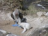 Galapagos 3-1-11 Espanola Punta Suarez Blue-footed Booby Feeding Baby We also came across blue-footed boobies on Espanola. Here is one regurgitating to feed their baby.